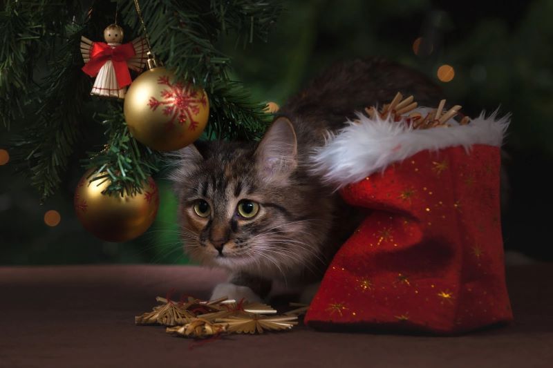 xtmas cat with red bag